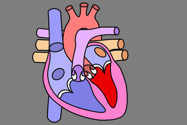 Amrita sta realizzando una banca degli organi per allotrapianti