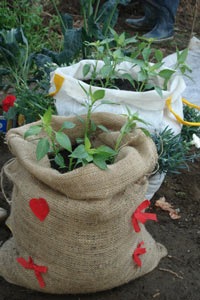 Il progetto GrowIn’ mette radici
